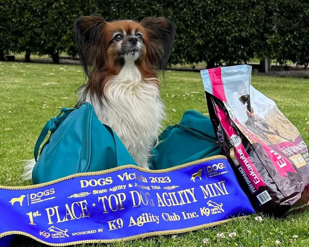 Agility Top Dog & State Champions – Vic Dog Trials